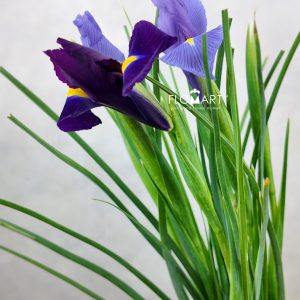 Iris Blue Magic