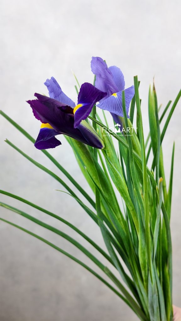 Iris Blue Magic