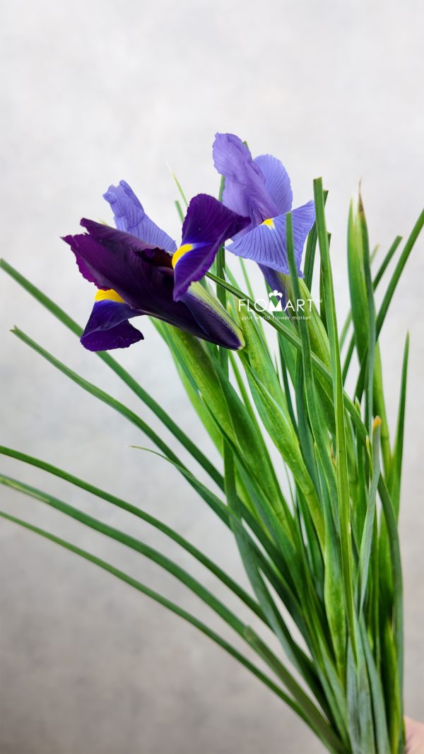 Iris Blue Magic