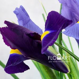 Iris Blue Magic - Image 2