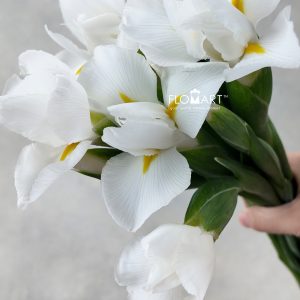 Iris Casablanca