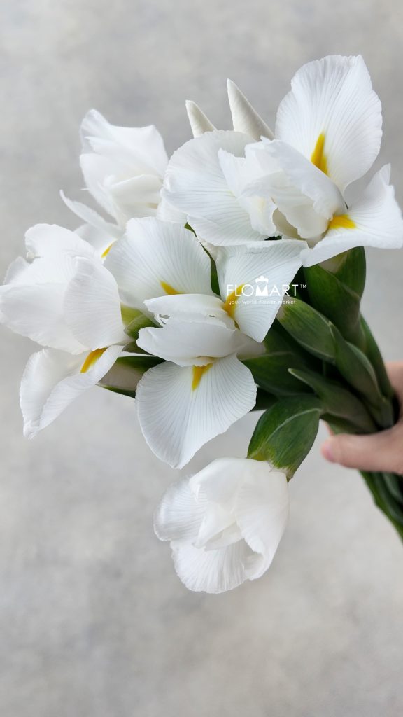 Iris Casablanca