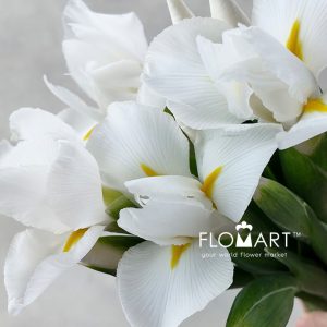 Iris Casablanca - Image 2