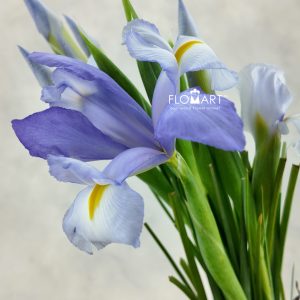 Iris Claire’s Delight