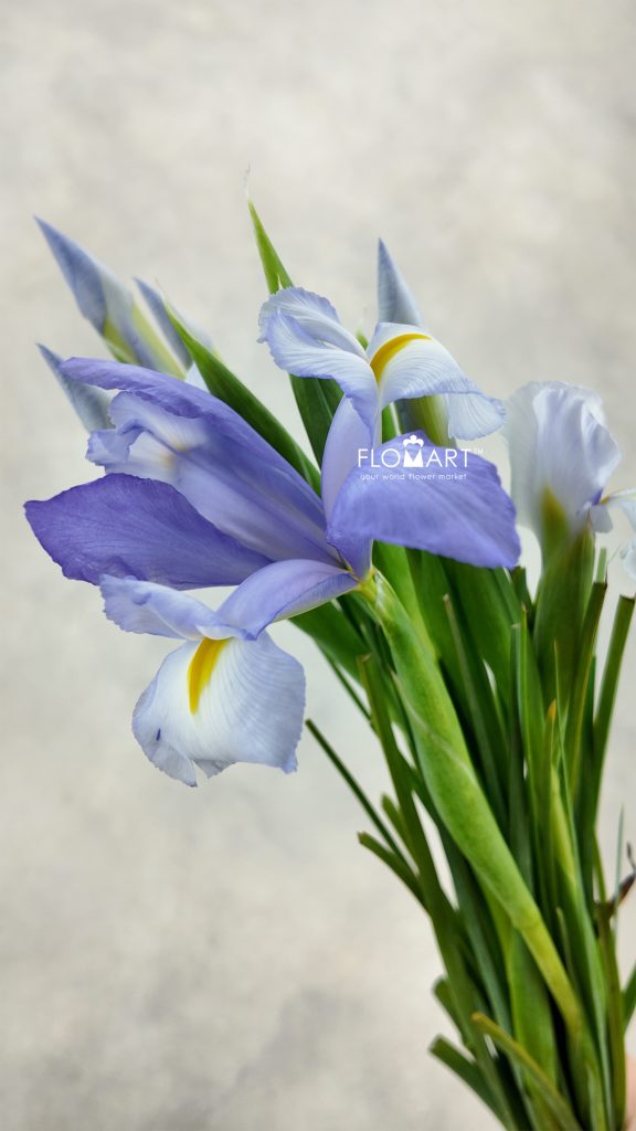 Iris Claire?s Delight