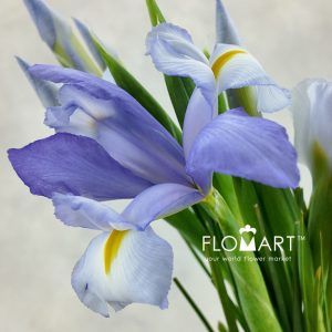 Iris Claire?s Delight - Image 2