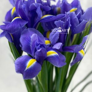 Iris Hongkong