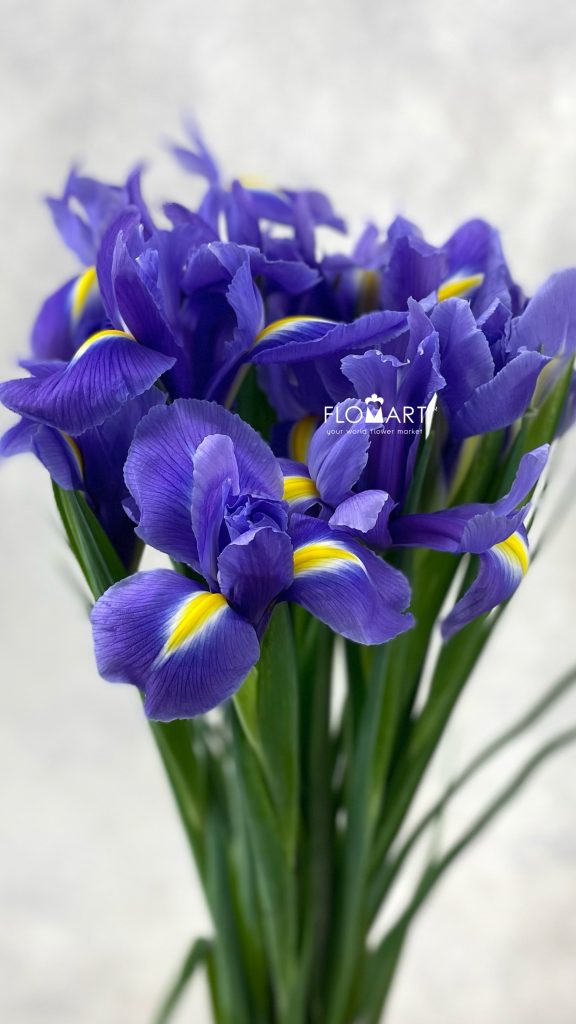 Iris Hongkong