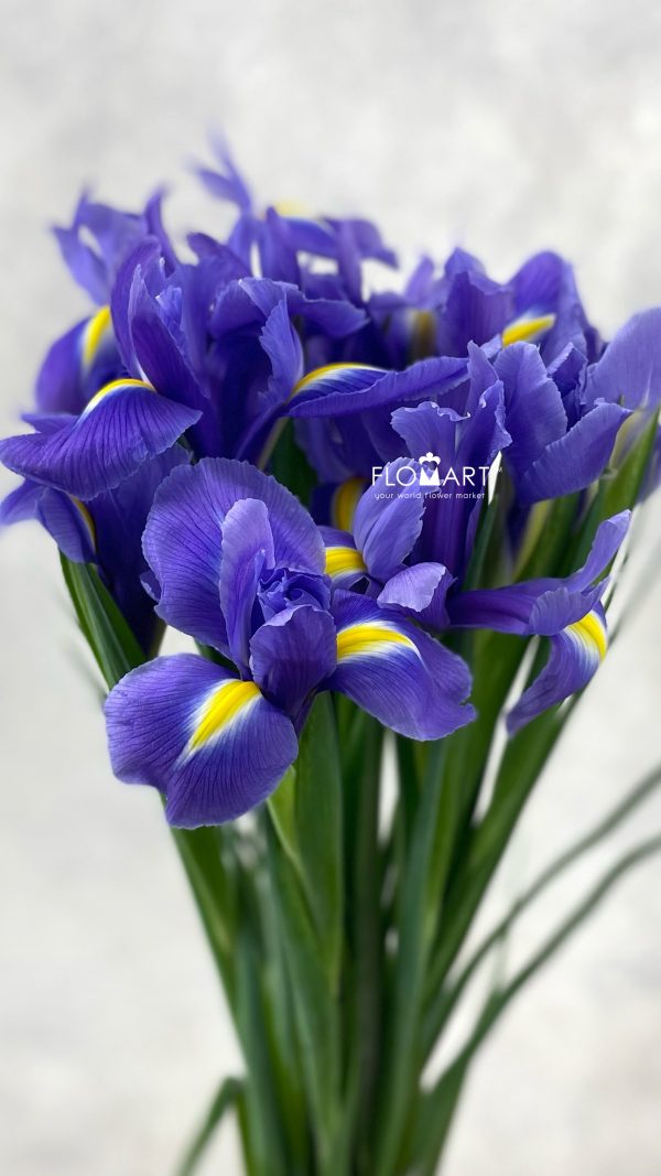 Iris Hongkong Iris Hongkong