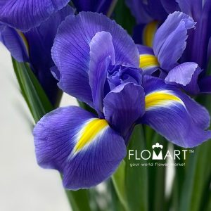 Iris Hongkong - Image 2