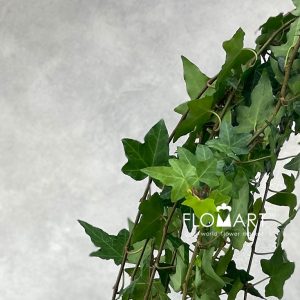Ivy Hijau - Image 2