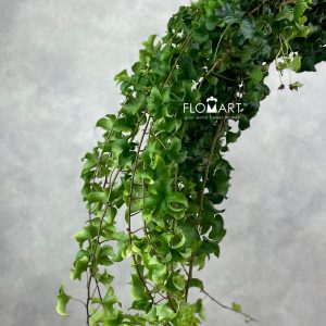 Ivy Tornado