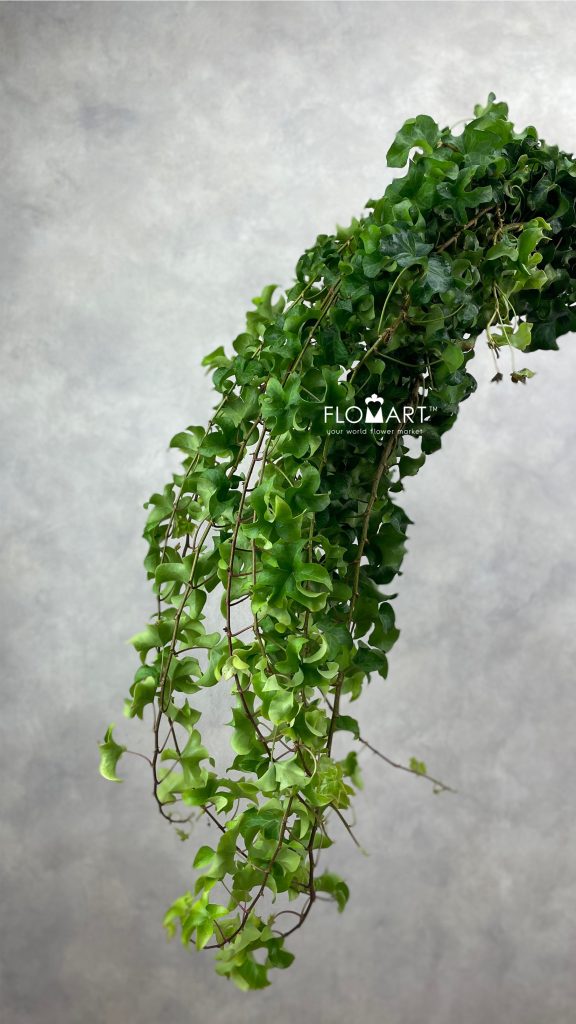 Ivy Tornado