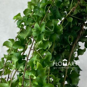 Ivy Tornado - Image 2