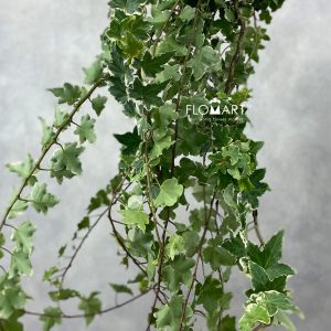 Ivy Variegata Keriting