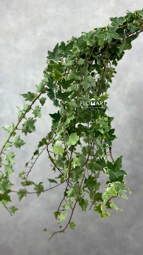 Ivy Variegata Keriting Ivy Variegata Keriting