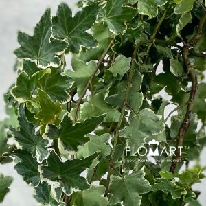 Ivy Variegata Keriting - Image 2