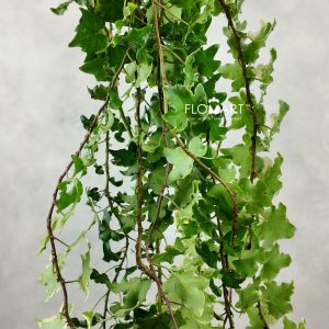 Ivy Varigata Keriting