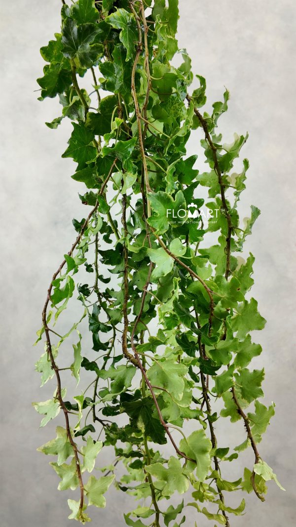 Ivy Varigata Keriting