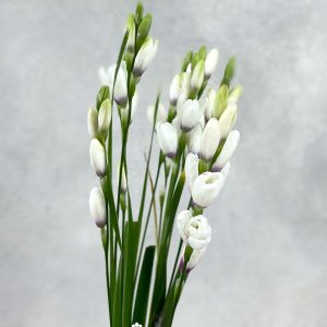 Ixia Spotlight