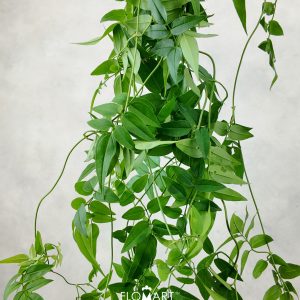 Jasminum Polyanthum