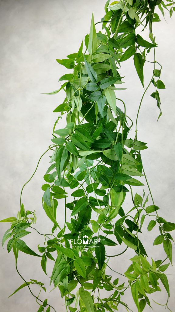 Jasminum Polyanthum