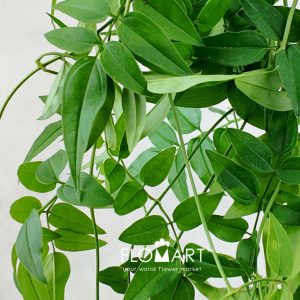 Jasminum Polyanthum - Image 2