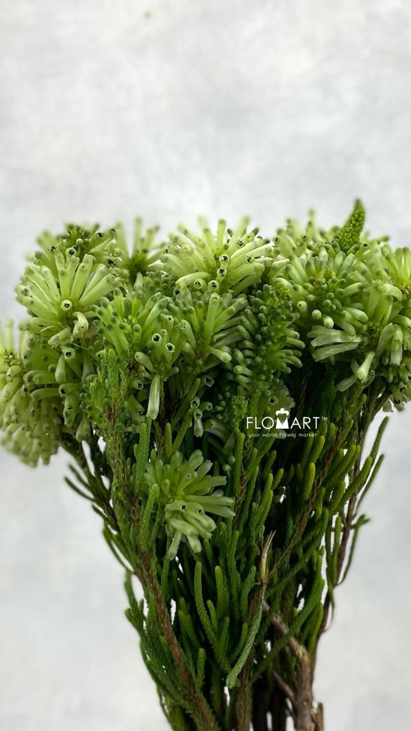 KG Erica Sessiliflora