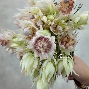 Kaaps Groen Blushing Bride
