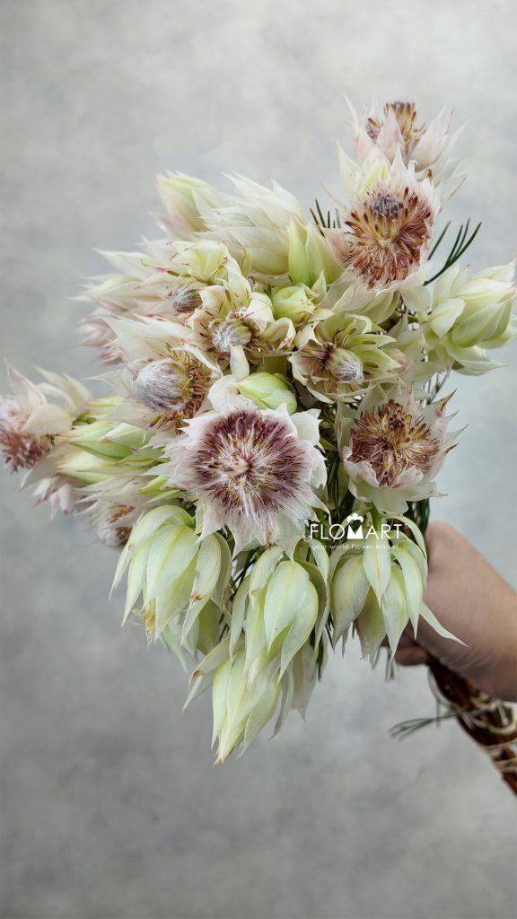 Kaaps Groen Blushing Bride