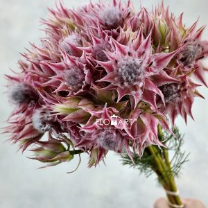 Kaaps Groen Blushing Bride Evening Star