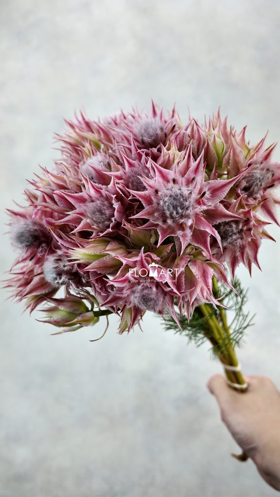 Kaaps Groen Blushing Bride Evening Star