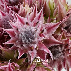 Kaaps Groen Blushing Bride Evening Star - Image 2