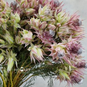Kaaps Groen Blushing Bride Pink