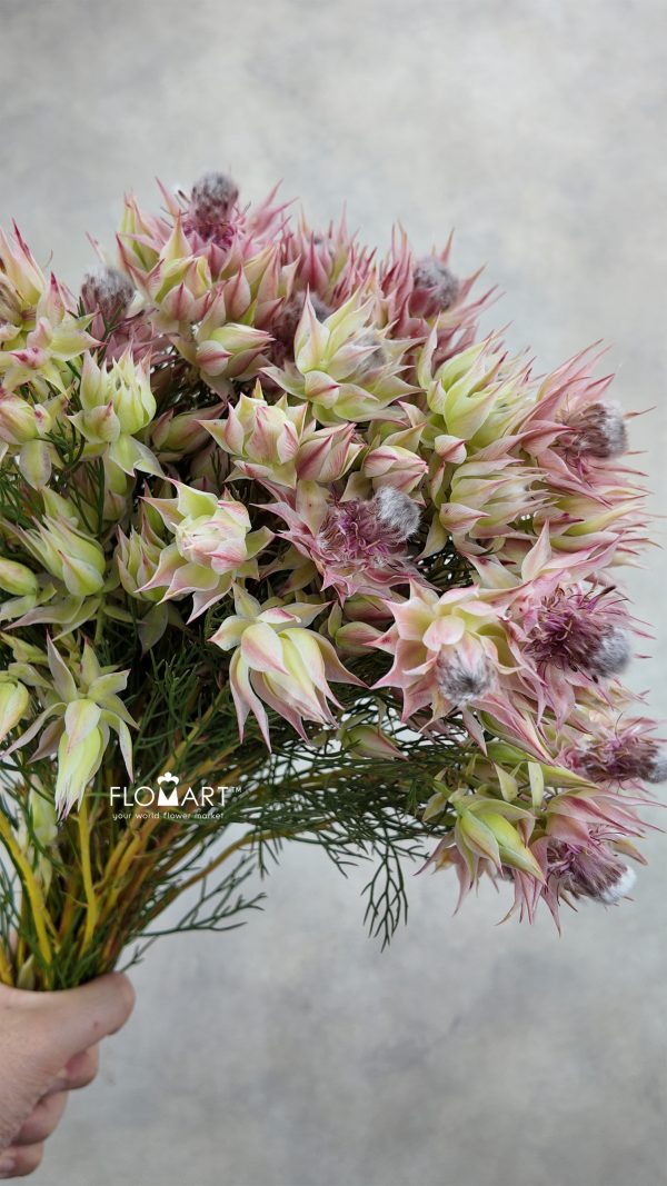 Kaaps Groen Blushing Bride Pink