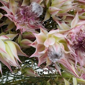 Kaaps Groen Blushing Bride Pink - Image 2
