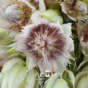 Kaaps Groen Blushing Bride - Image 2