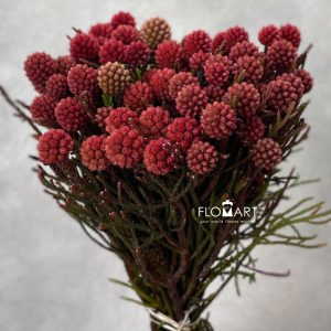 Kaaps Groen Cluster Star Raspberry