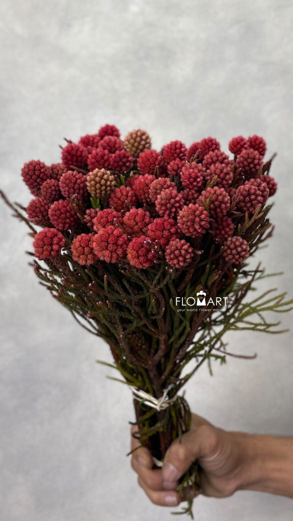 Kaaps Groen Cluster Star Raspberry