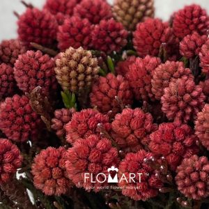 Kaaps Groen Cluster Star Raspberry - Image 2