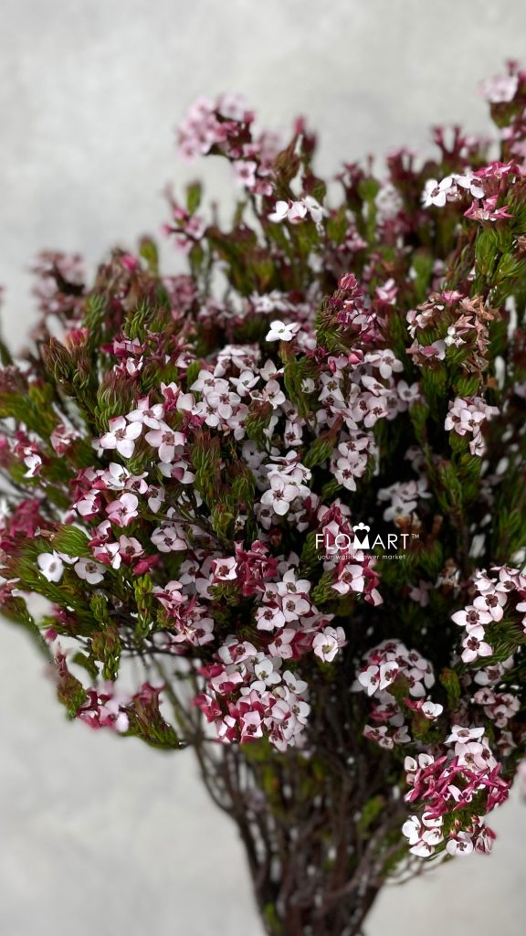 Kaaps Groen Erica Four Sister