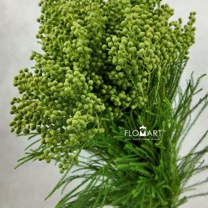 Kaaps Groen Lanuginosa Green