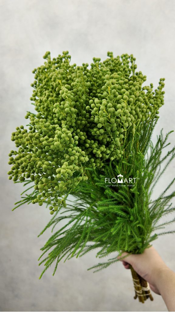 Kaaps Groen Lanuginosa Green