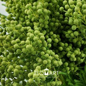 Kaaps Groen Lanuginosa Green - Image 2