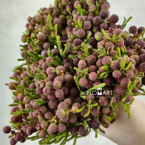 Kaaps Groen Lanuginosa Red