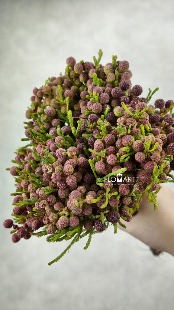 Kaaps Groen Lanuginosa Red