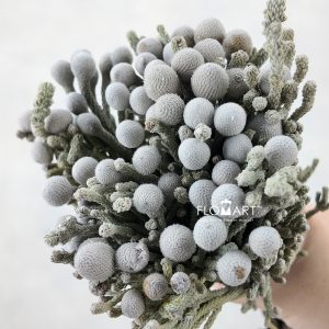 Kaaps Groen Silver Brunia