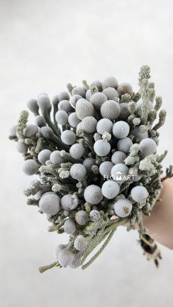 Kaaps Groen Silver Brunia