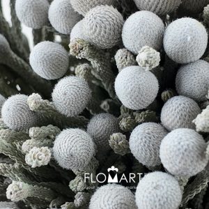 Kaaps Groen Silver Brunia - Image 2