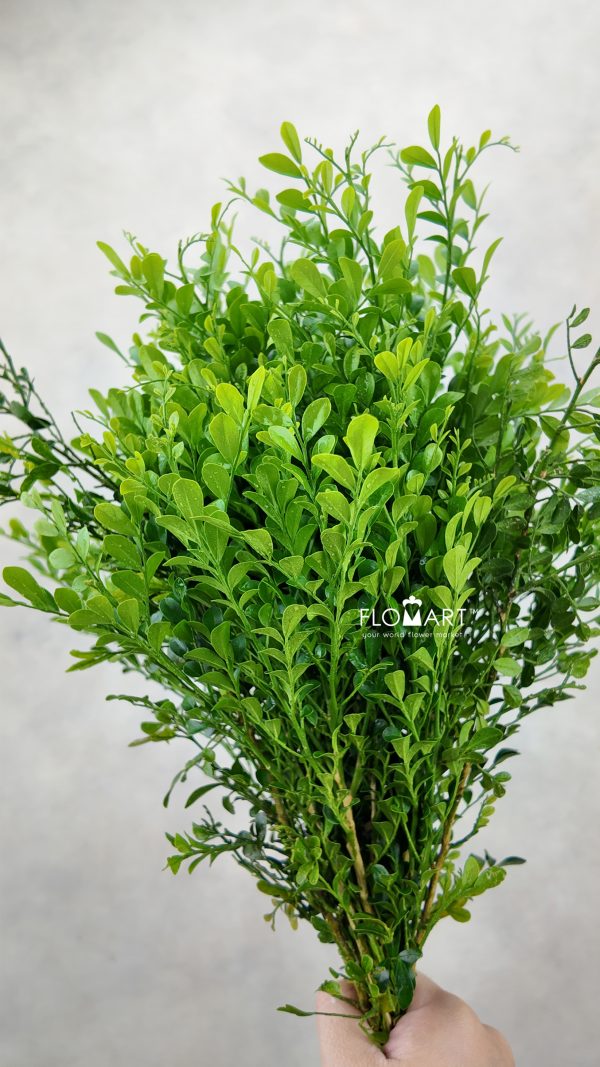 Kemuning Mini Kemuning Mini